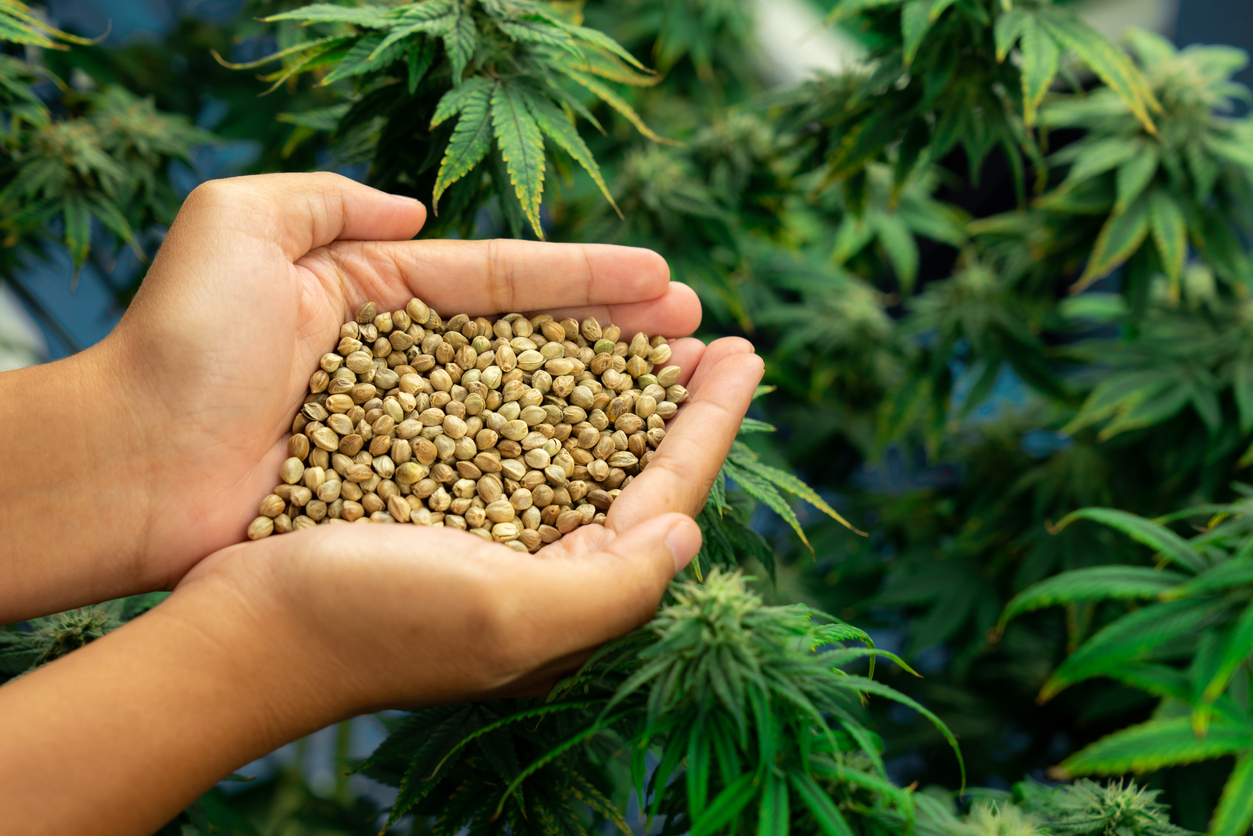 a handful of hemp seeds with hemp leaves